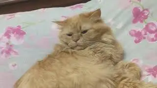Рыжая сонная лощина