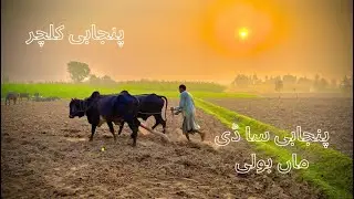 Traditional Village The Farmer ploughing Method on with bulls 🌅 Punjab