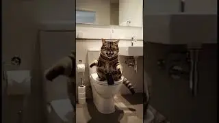 Cat toilet routine  Funny and cute cat behaviors revealed #funnycat #catshorts #catmeme #cutecat