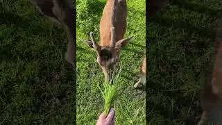 Deer getting some grass #animalshorts #animals #grass #deer #shorts #short #shortvideo #shortvideos