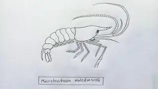How to draw a Shrimp 🦐 | Macrobrachium malcolmsonii | HSC Zoology Practical