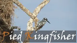 Pied Kingfisher (Ceryle rudis) Bird Call & Video At Lake Panic Hide | Stories Of The Kruger