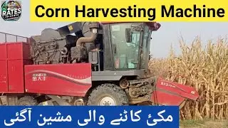 4YZP-4FA Corn Harvester in Pakistan | Makai Katai Machine by Jin Dafeng | Real Field Action 🚜🌽