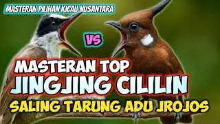 TOP JUARA!!! MASTERAN JINGJING VS CILILIN || PETULAK JINGJING SAMBUNG CILILIN PANJANG NGEROL PATAS