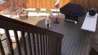 Backup Dog