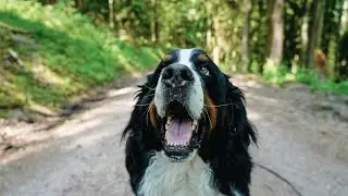 Relaxing walk in the nature with Bernese Mountain Dog. Black Forest, Germany
