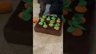Dog getting Easter toy #dog #dogshorts #cutedog #funny #viral #2023 #cutepuppy #funnydog #easter