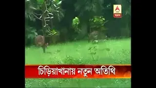 Kangaroo and lion have given death to child at Alipore Zoo