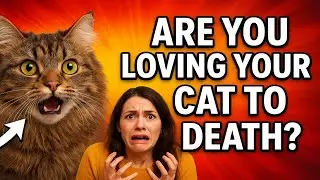 Are You Loving Your Cat to Death? 7 Myths You Need to Stop Believing Now