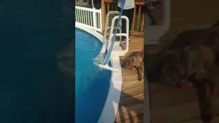 Olivia doesn't like the pool brush