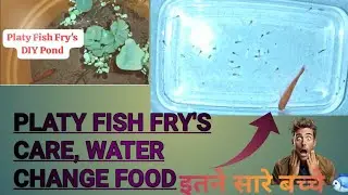 platy fish Fry's Care, Food, Water Change,Platy fush pond