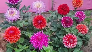 Dahalia plants care in early winter #thegardenvalley #terracegardening #trendingreels #dahaliacare 