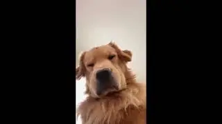 Cat vs Dog 🤣🐾 | Funniest Pet Moments Ever! #cute #funny #pets #dog #cat #cat #funny #cute #animals