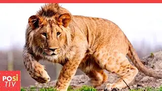 Leopon: Die k&uuml;nstliche Mischung aus einem Leoparden und einer L&ouml;win