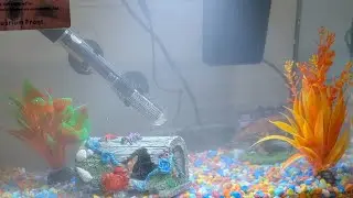 Noah's Room - 178 - New Aquarium with Neon Tetra Fish!