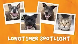 Longtimer Spotlight: $0 Pet Adoptions This Saturday! Meet The Pets Waiting For A Home!