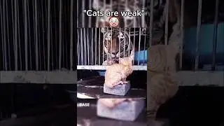 Scary Cats 🐈 😱#edit #cats #scary #scarycats #animal #tiger