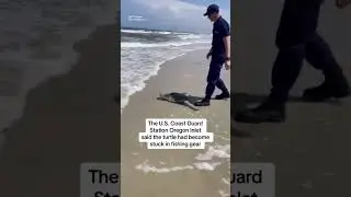 Turtle released back into ocean after being entangled in fishing gear #shorts
