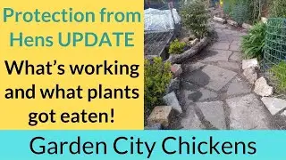 Protecting Garden Plants from Chickens
