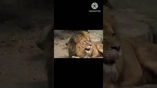 Amazing Fact About scark kings Lions/Hindi language Top fact  mind blowing fact about lions #shorts