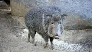 Meet the Peccaries
