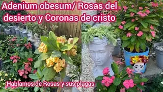 Nuevos colores de Coronas de cristo  y Adenium obesum |Como tener rosas hermosas