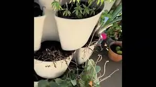 Late Summer Garden Leftovers | Basil, Tomatoes, Red Okra & Peppers Still Thriving! 🌿🍅🌶️