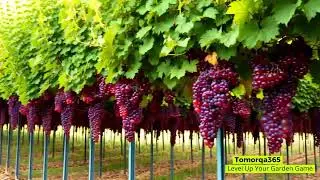 Level Up Your Garden Game #grape #how #fruit #vineyard