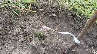 Короткий опис сортів персика, які я придбав для себе@МарянГромадський-с7ф 