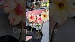 Ng&agrave;y 09.01 l&ecirc;n combo 4c&acirc;y sứ hạt hoa đẹp 150k bao ship #hoasutayninh