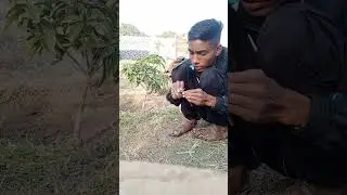 आम में कलम कैसे करे!! Thai all time mango grafting##mangofarm #mangofarming#कलम karne ka aasan trika