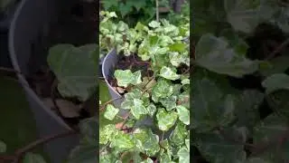 English ivy #englishivy