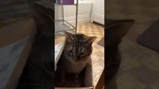 box w the cat in it 💯