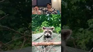 Why Is This Animal Like This?! 🤣 #animals #funny #dog #cat #monkey #video
