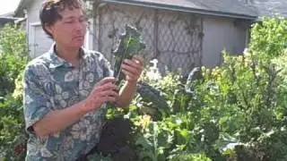 Drink your Vegetables.  From Garden to Glass.  Making a Fresh Picked Green Juice.