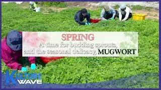 [Short-form] Spring mugwort: Natural health booster for the season!