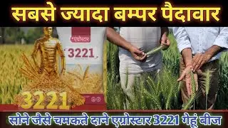 किसानो के लिए वरदान एग्रो स्टार 3221गेहूं बीज|| Research wheat seed 3221|| agro star 3221