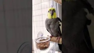 Adorable Cockatiel Jojo's Cute Eating Moments 😍💖🦜 #cockatielscraze