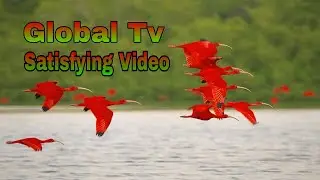 Nature Bird Satisfying video (Global TV) ASMR That Makes You Calm Original Satisfying Videos PART-11