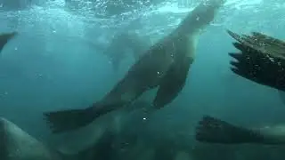 The Penguin King