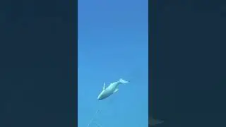 Epic Cobia Spearfishing Shot! Pure Luck or Skill?