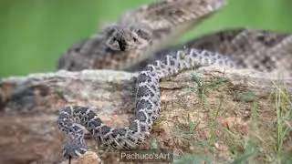 Western diamondback rattlesnakes compilation