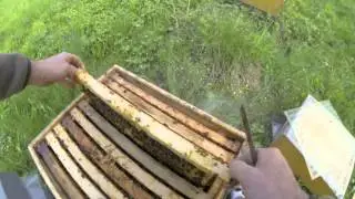 Schwarmkontrolle + Schr&ouml;pfen