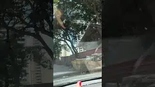 Rua do Sapucaia no Horto Florestal! V&aacute;rios novos pr&eacute;dios!