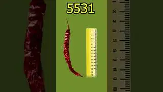 Syngenta 5531 - మిరప విత్తనం   #reels #educational #chilliseeds #educational #chilliseeds