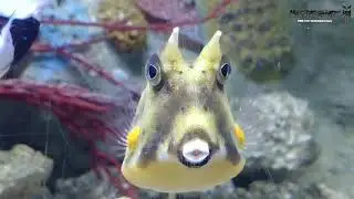 Ce poisson a un air familier