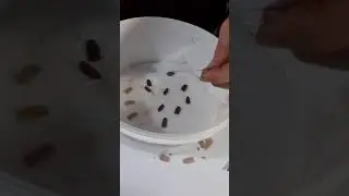 Marlis huerta. Germinar mates