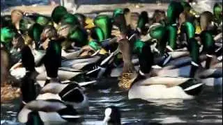 Stokkand.MOV