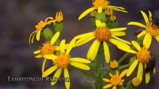 Wildflowers of Alaska