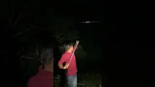 catching birds using a slingshot #wildlife #nest #animals #nature #birds #shorts #trending #birdsong